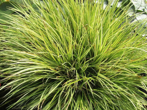 Acorus gramineus 'Ogon' thumbnail