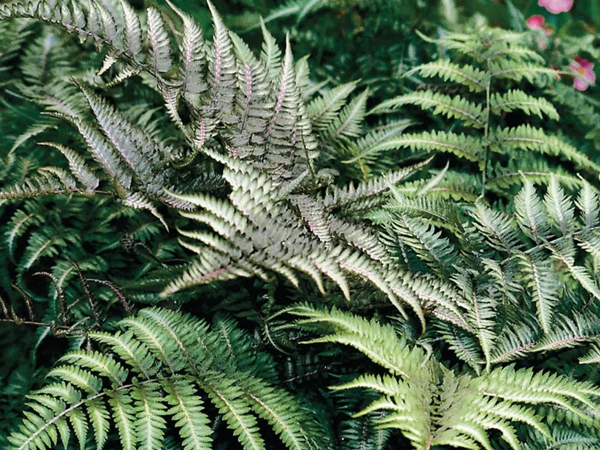 Athyrium niponicum thumbnail