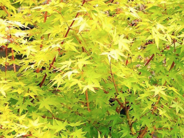 Acer palmatum 'Ueno-Yama' thumbnail