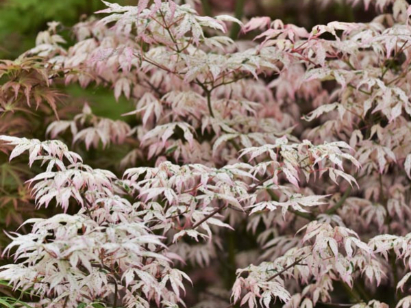 Acer palmatum 'Ukigumo' main image