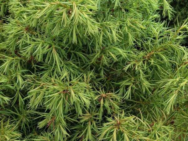 Cryptomeria japonica 'Elegans compacta' thumbnail