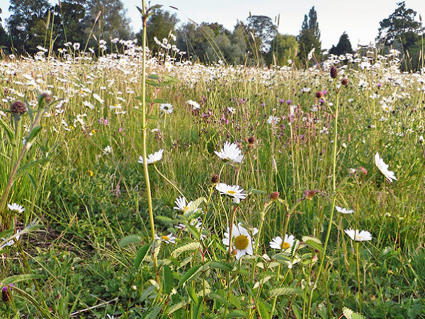 Damp Meadows main image