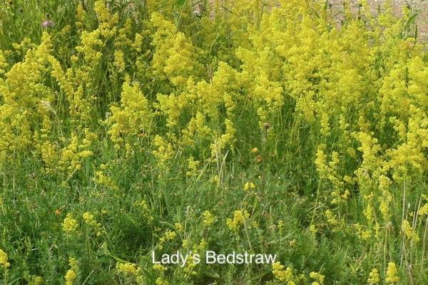 Damp Meadows gallery image 1