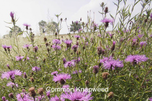 Damp Meadows gallery image 3