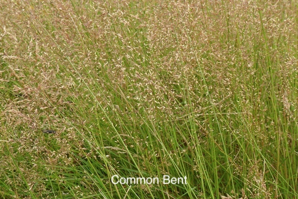 Damp Meadows gallery image 5