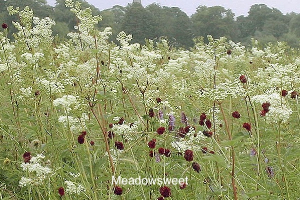 Damp Meadows gallery image 6