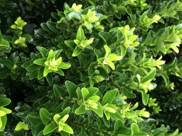 Euonymus japonicus main image