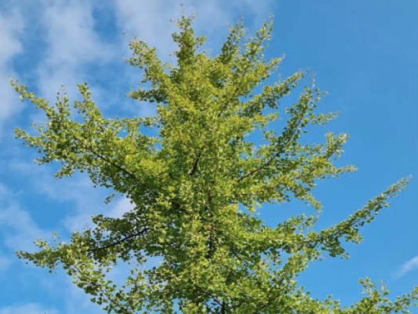 Ginko biloba thumbnail