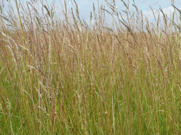 Grass Meadows main image