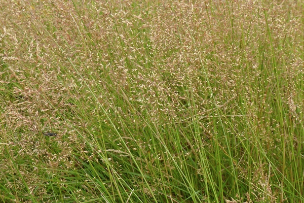 Grass Meadows gallery image 2