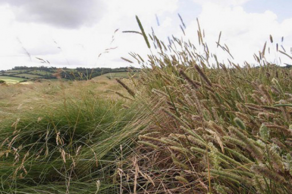 Grass Meadows gallery image 3
