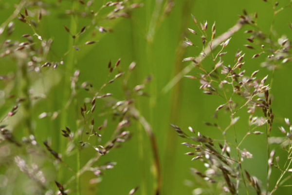 Grass Meadows gallery image 4