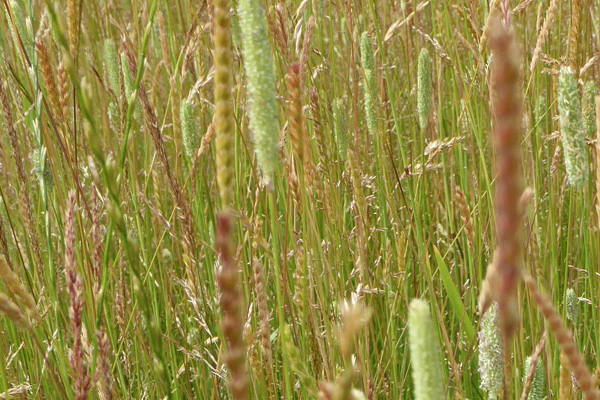 Grass Meadows gallery image 5