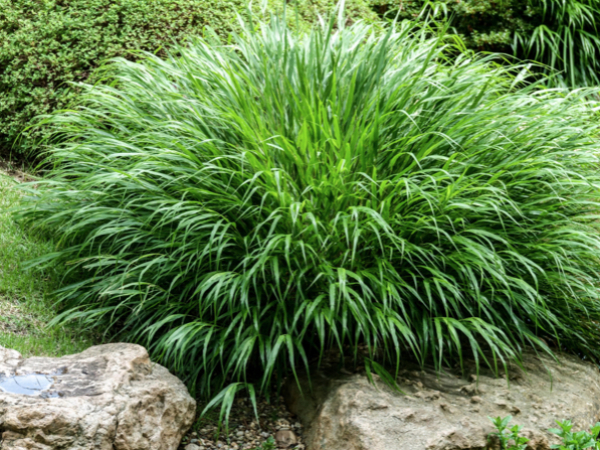 Hakonechloa macra thumbnail