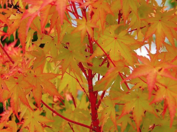 Acer Palmatum 'Sango-Kaku' thumbnail