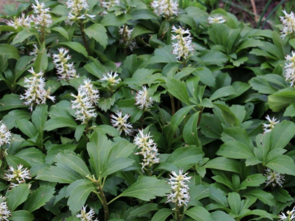 Perennials thumbnail