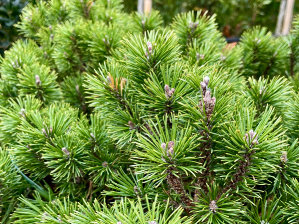 Pinus mugo main image