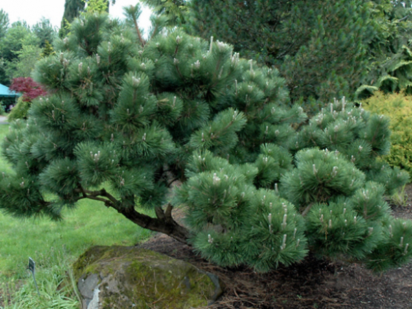 Pinus thunbergii 'Banshosho' thumbnail