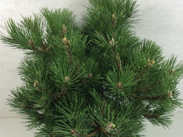 Pinus thunbergii 'Sayonara' main image