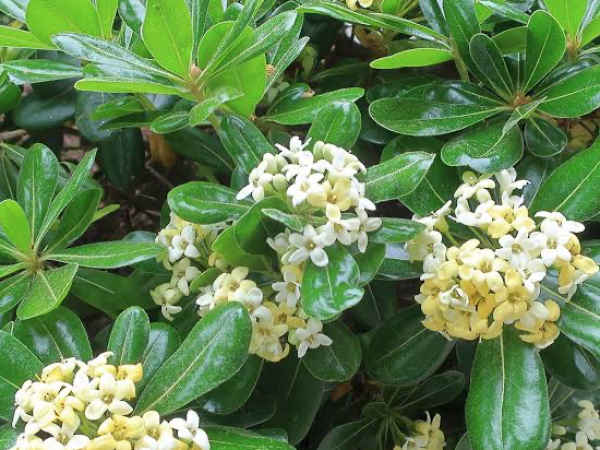Shrubs thumbnail