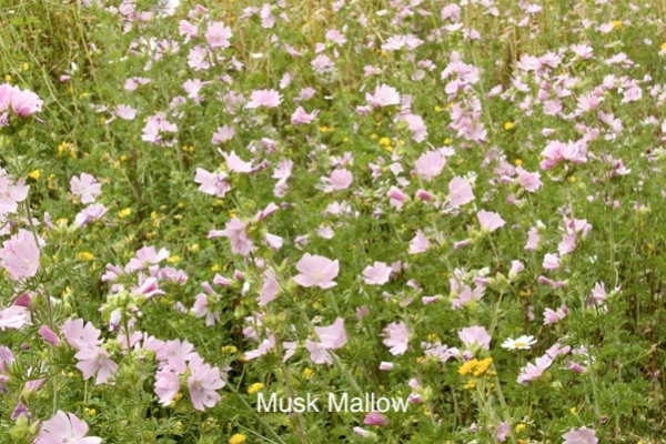 Shady Meadows gallery image 4